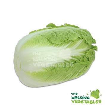 大白菜 / Long Cabbage (1100-1200g)