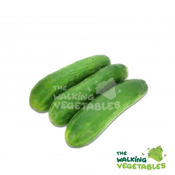 Mini Cucumber (1 Packet)