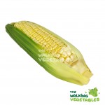 Fresh Vegetables